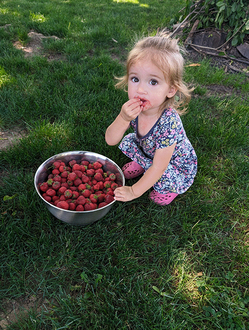 Young girl eating strawberries outdoors from large bowl.
